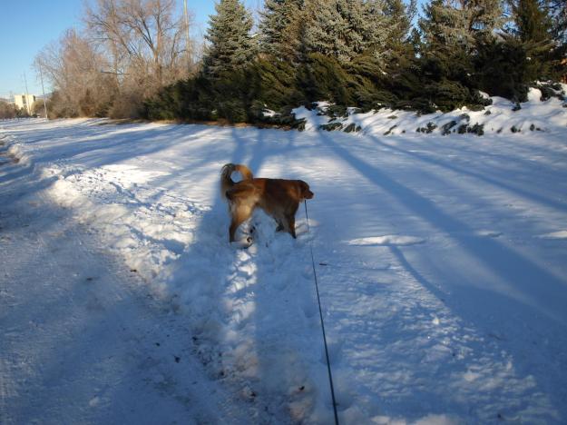 Dog peeing on previous pile of (yellow) snow