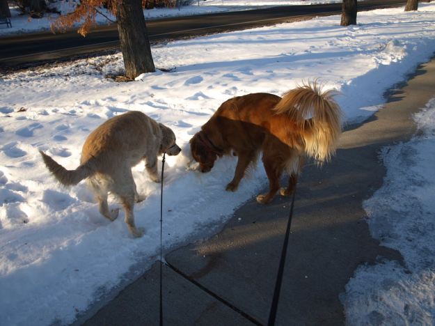 Two dogs sniffing (yellow) snow