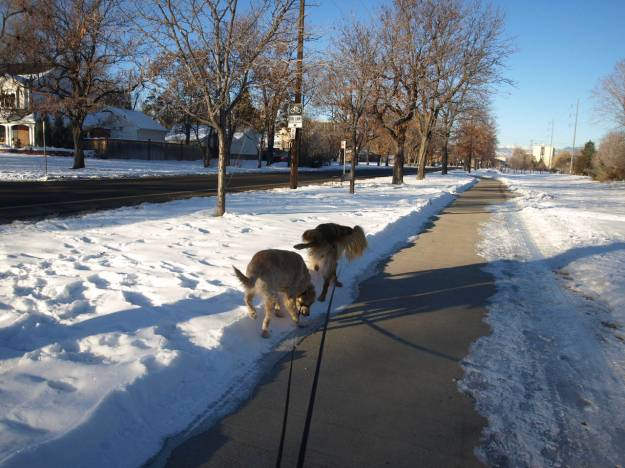 One dog sniffing; the other dog peeing