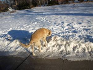 Dog sniffing snow