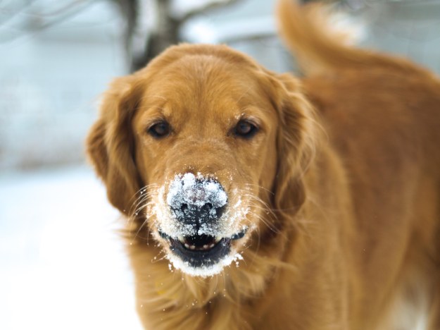 {Image:  A golden retriever with a goatee of snow around his mouth.}