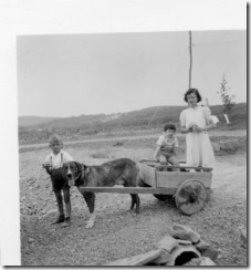 PCR-188 dog cart in Gaspe, PQ