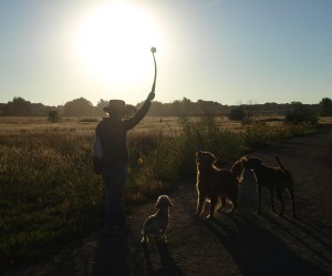 Woman and three dogs in the middle of a grassy area silhouetted against the sun.  The woman has a long plastic throwing device raised in her right hand with a tennis ball at the end.  All three dogs are looking up with rapt attention at the tennis ball.  