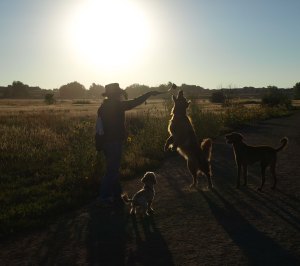 Woman and three dogs in the middle of a grassy area silhouetted against the sun.  The woman has a long plastic throwing device raised in her right hand with a tennis ball at the end.  One of the dogs is standing on his hind legs trying to reach the tennis ball. 