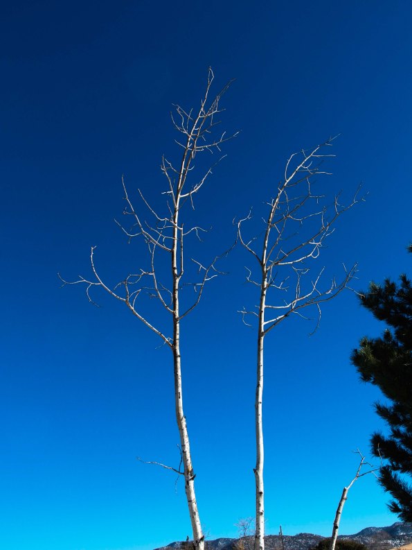 {Image: two bare trees, very slender with white bark against a very deep blue sky.}