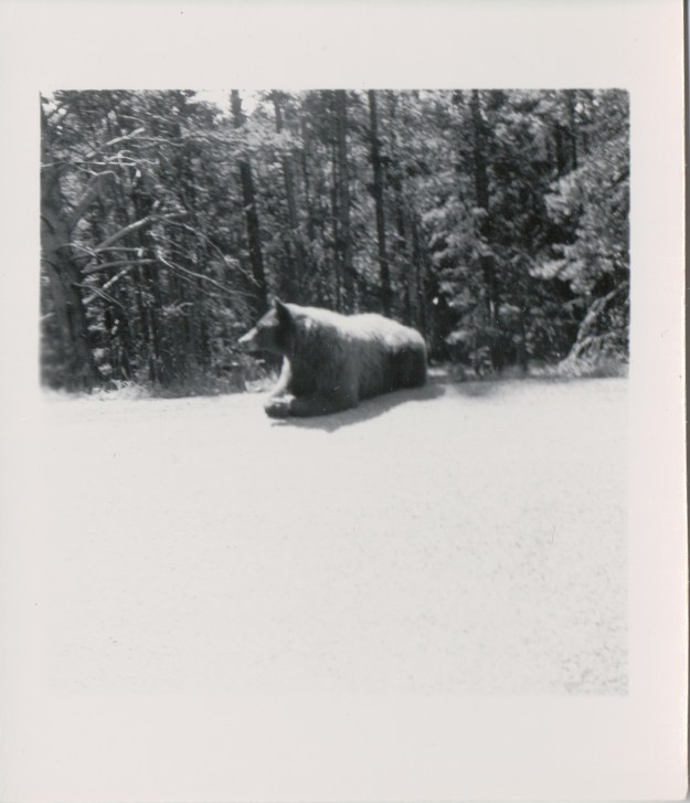 {Image: black & white photo of a large bear resting by the side of a wooded road.}