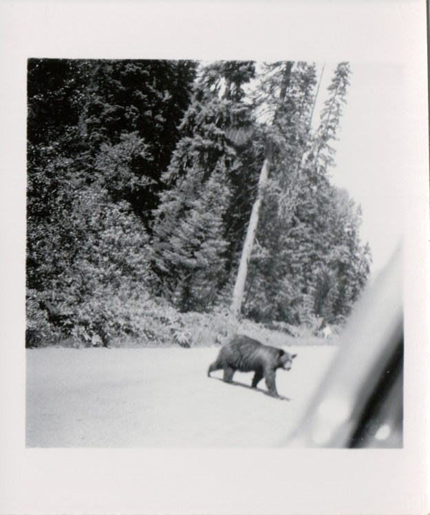 {Image: black & white photo of a large bear crossing a road.}