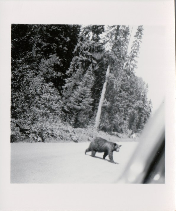 {Image: black & white photo of a large bear crossing a road.}