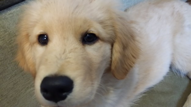 {Image:  close up photo of the face of a golden retriever puppy.}