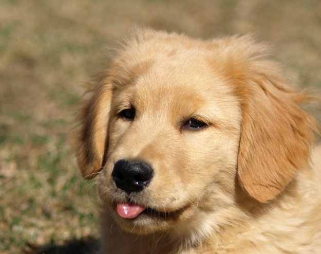 Image: Golden retriever puppy sticking her tongue out at the camera.