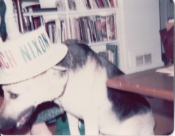 {Image:  slighly blurry close-up of a German Shepherd dog wearing a straw boater had with an "Impeach Nixon" sign around the crown.}