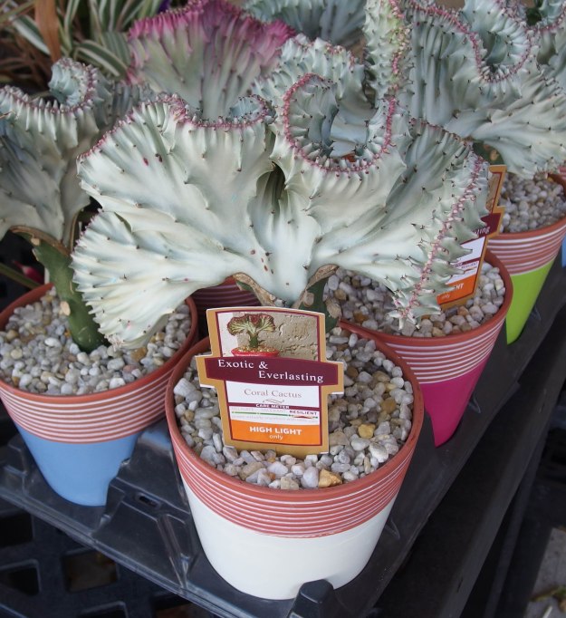 {Image:  Coral Cactus, that is, a cactus plant that is wavy and looks like coral.}