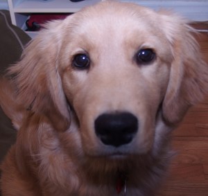 Image: photo of golden retriever puppy's face, close up.