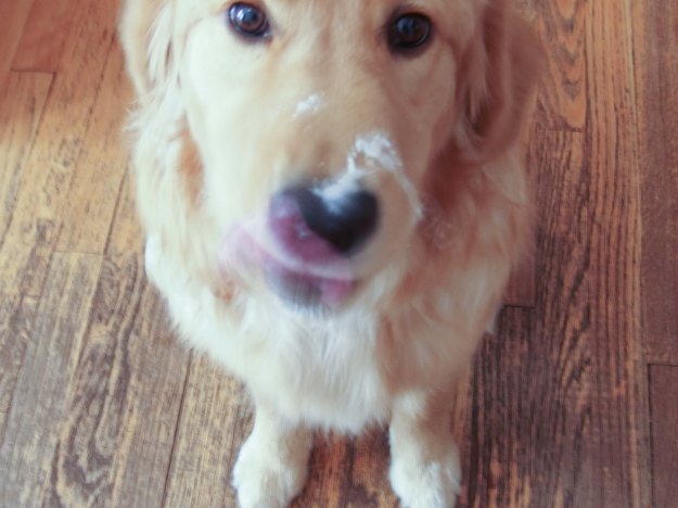Image:  blurry photo of golden retriever puppy trying to lick yogurt off her nose. 