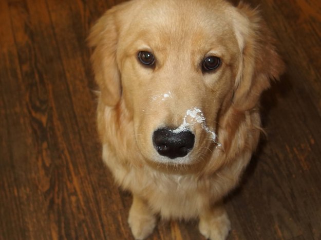 Image:  photo of golden retriever puppy with yogurt on her nose