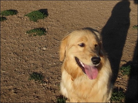 Image:  photo of golden retriever sitting in the sun panting. 