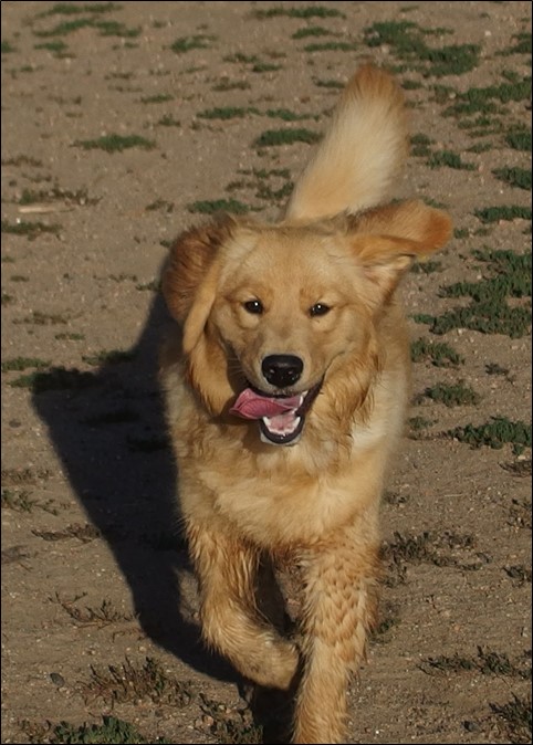 Image: photo of golden retriever running toward the camera with her tongue out.  
