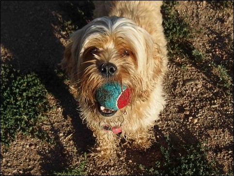 Image:  photo of muddy havanese dog with tennis ball in his mouth. 