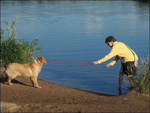 Image:  photo of woman in yellow fleece and khaki shorts standing in water holding the leash of a golden retreiver, attempting to urge the dog to come in the water.  