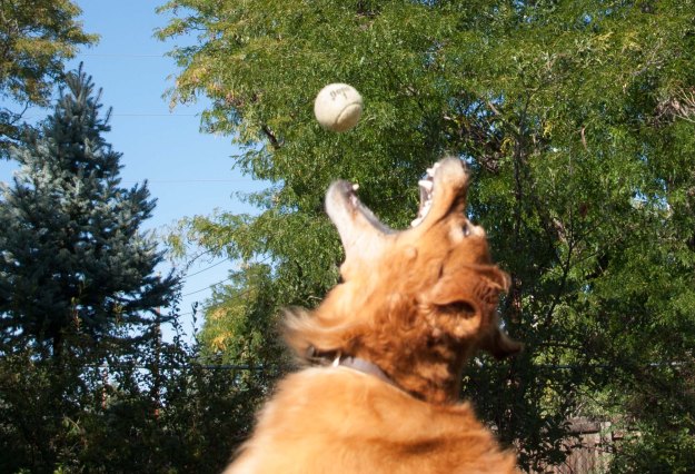 Image:  a dark-gold golden retriever reaches up for a tennis ball.  