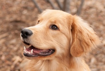 Image: Photo of golden retriever. 