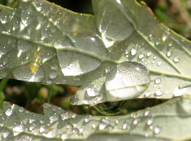 {Image: close up of leaf with dew drop.}