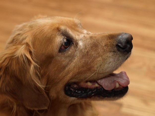 {Image: close up of golden retriever looking expectantly upwards.}