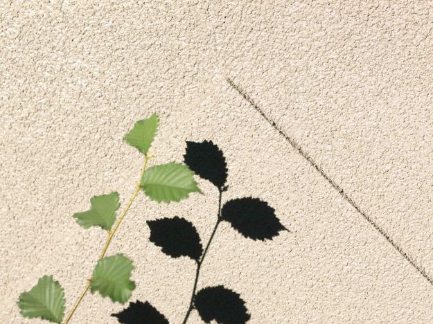 Image: thin stalk with four small leaves casting a sharp shadow against a stucco wall.  