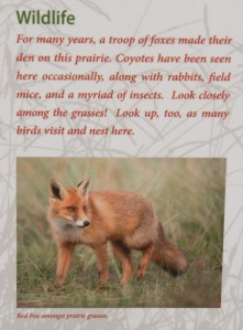 Image: Sign showing photo of red fox with this text: "Wildlife: For many years, a troop of foxes made their den on this prairie. Coyotes have been seen here occasionally, along with rabbits, field mice, and a myriad of insects. Look closely among the grasses! Look up, too, as many birds visit and nest here."