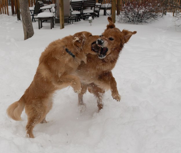 Image: two golden retrievers wrestling in the snow. 