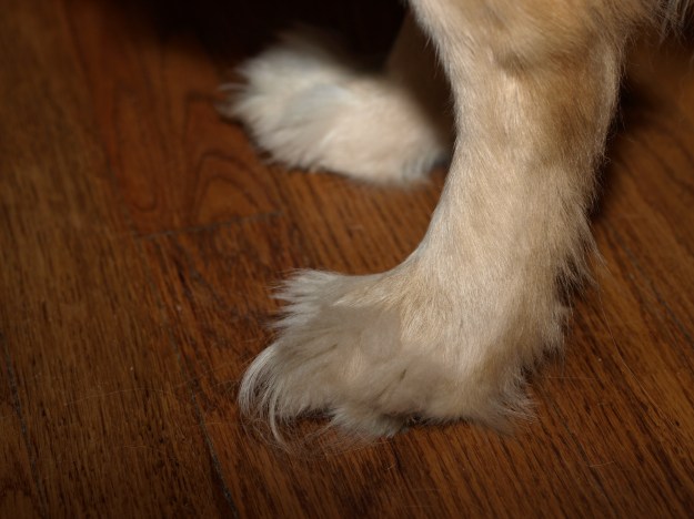 Image: golden retreiver dog's paw with much long hair sprouting through her toes. 