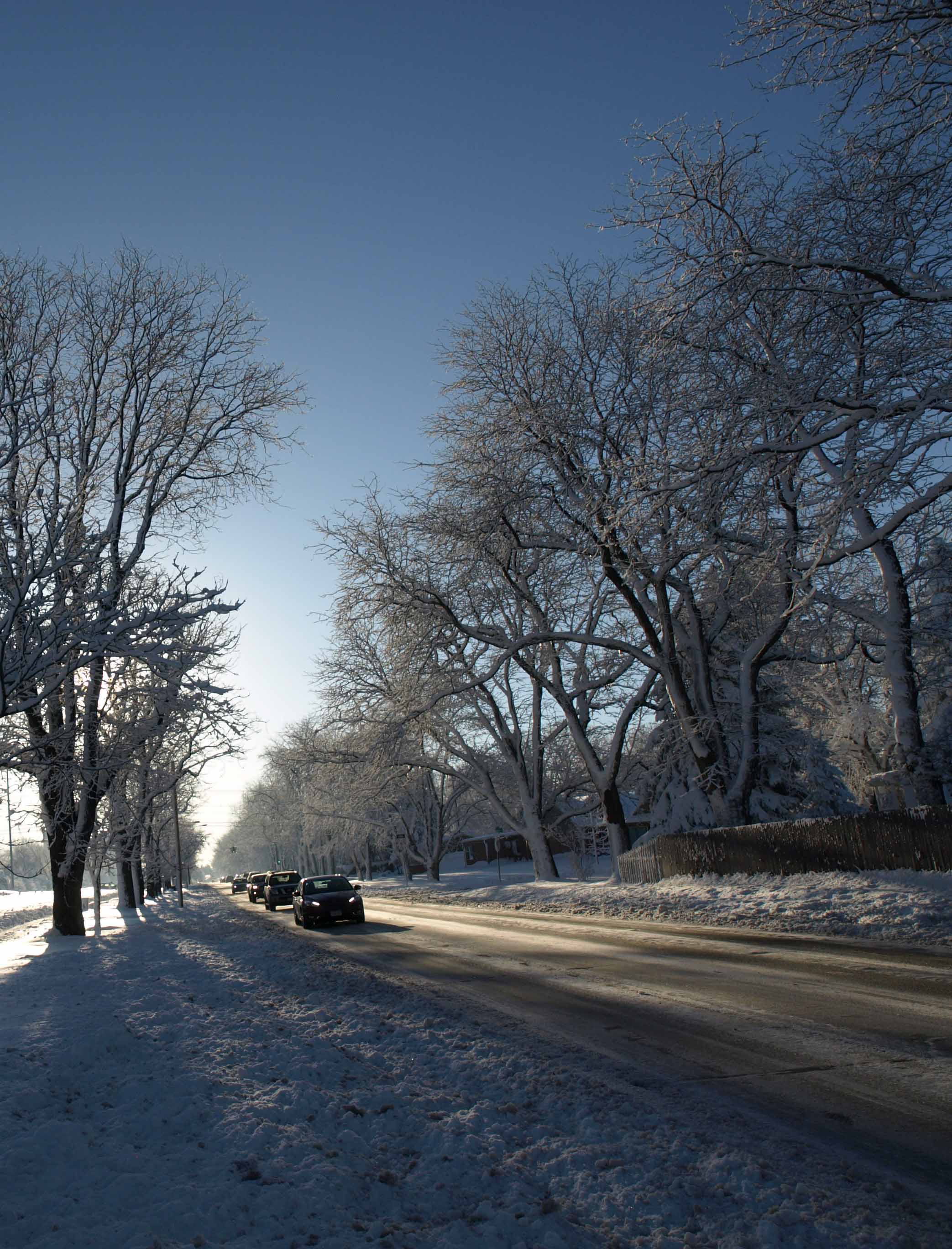 Image: Long shot along a street with snowy trees on either side and cars driving toward the photographer. 