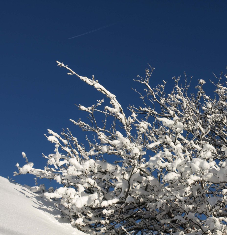 Image: snow covered branches against a bright blue sky.