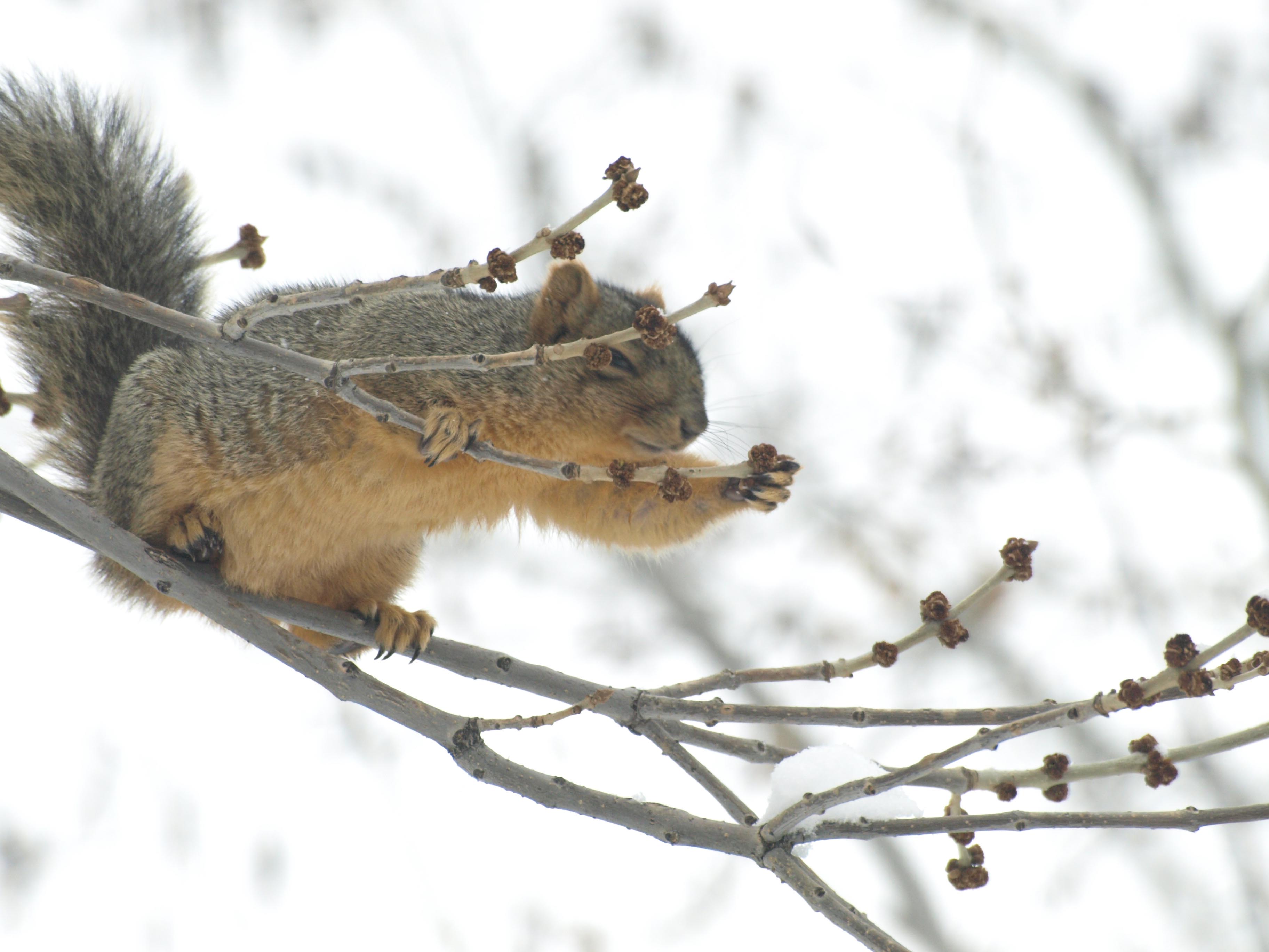 Image: squirrel on tree branch reaching for a berry to eat. 