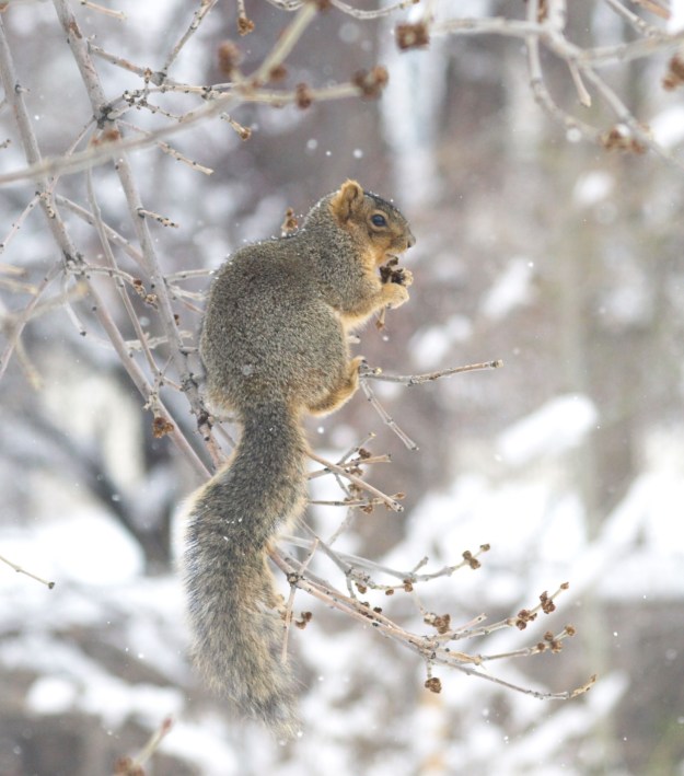 Image: squirrel on tree branch eating a berry. 