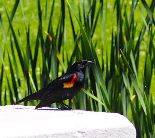Image: red-winged blackbird perched on a white column.