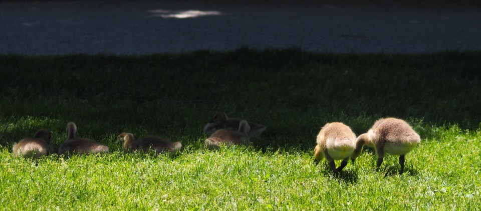 Image: a group of goslings sit and stand in the grass, eating. Two have their very fuzzy behinds to the camera.