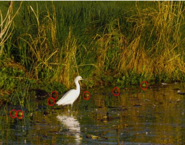 Image: same photo as above with 7 tennis balls floating in the water circled in red. 