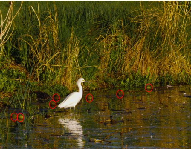 Image: same photo as above with 7 tennis balls floating in the water circled in red.