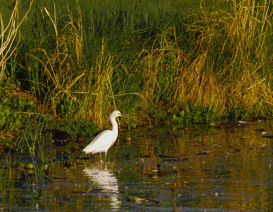 Image: Heron standing close to reeds on shore, surrounded by logs and other debris.