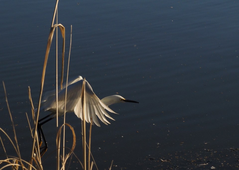 Image: heron starting to take off.