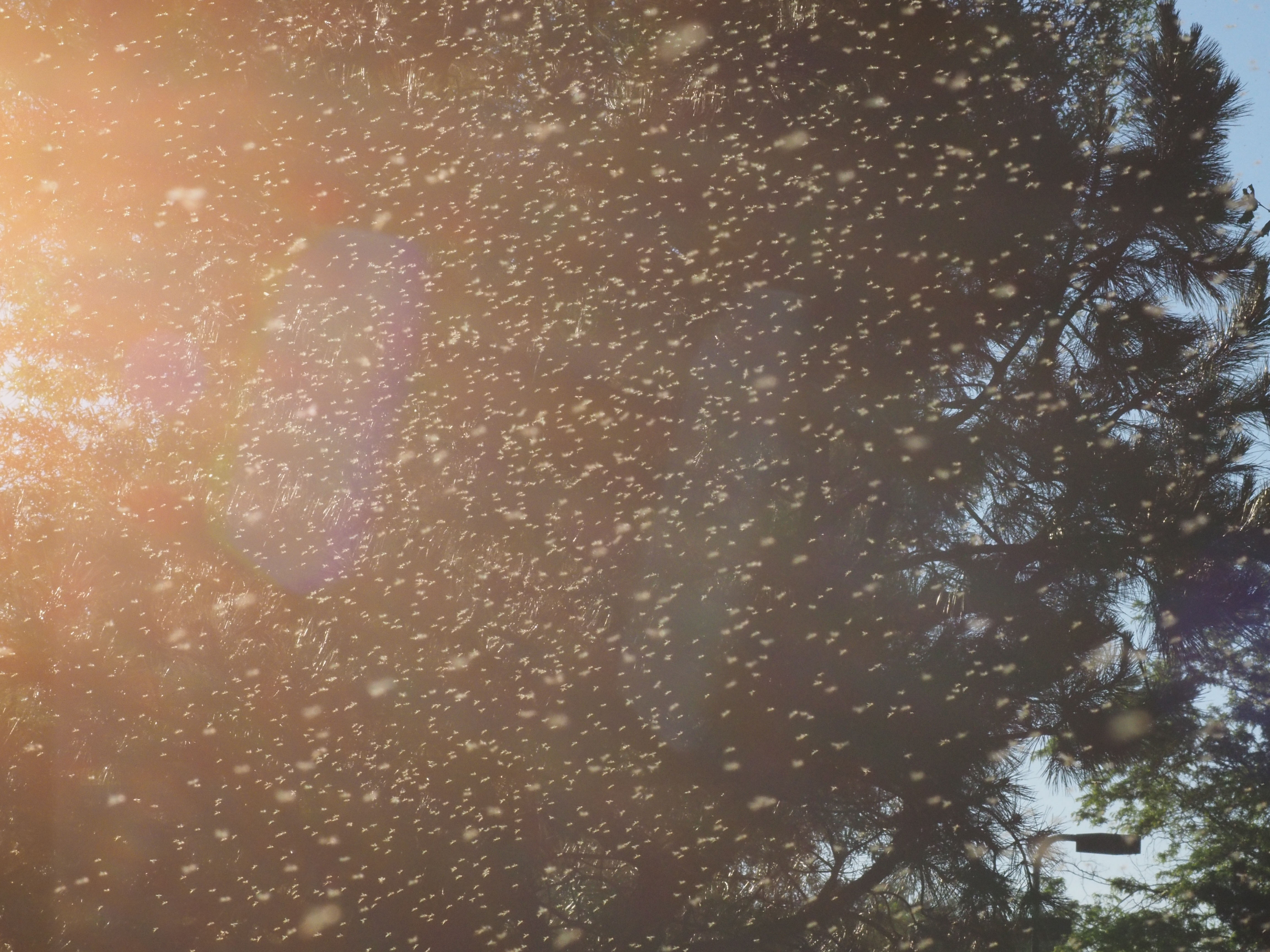 Image: the entire frame of the photo is filled with small flying insects. 