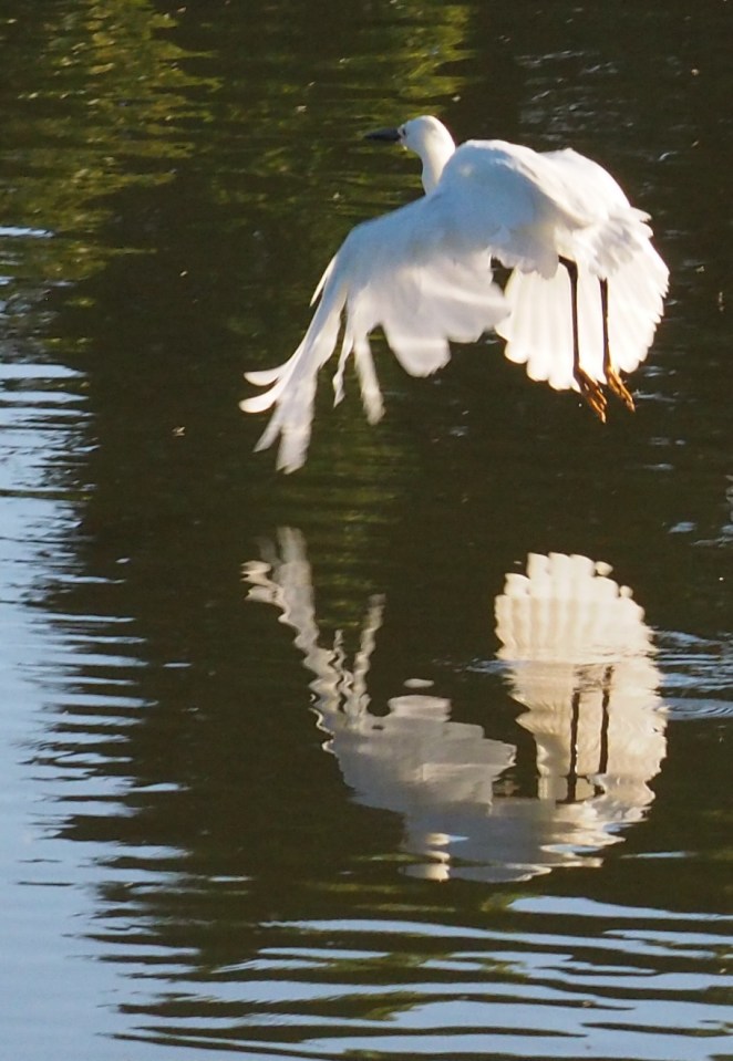 Image: Heron starting to take off, reflected in the water below.