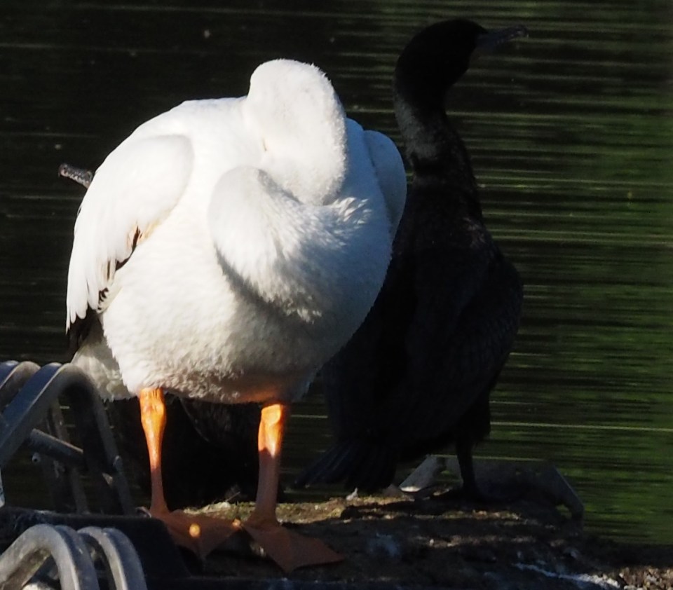 Image: pelican standing on a block of concrete with its head under its wing.