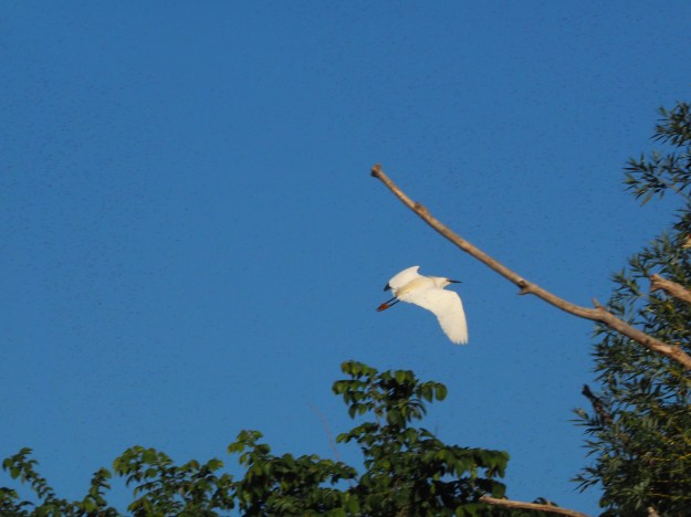 Image: white bird in flight above a stand of trees. 