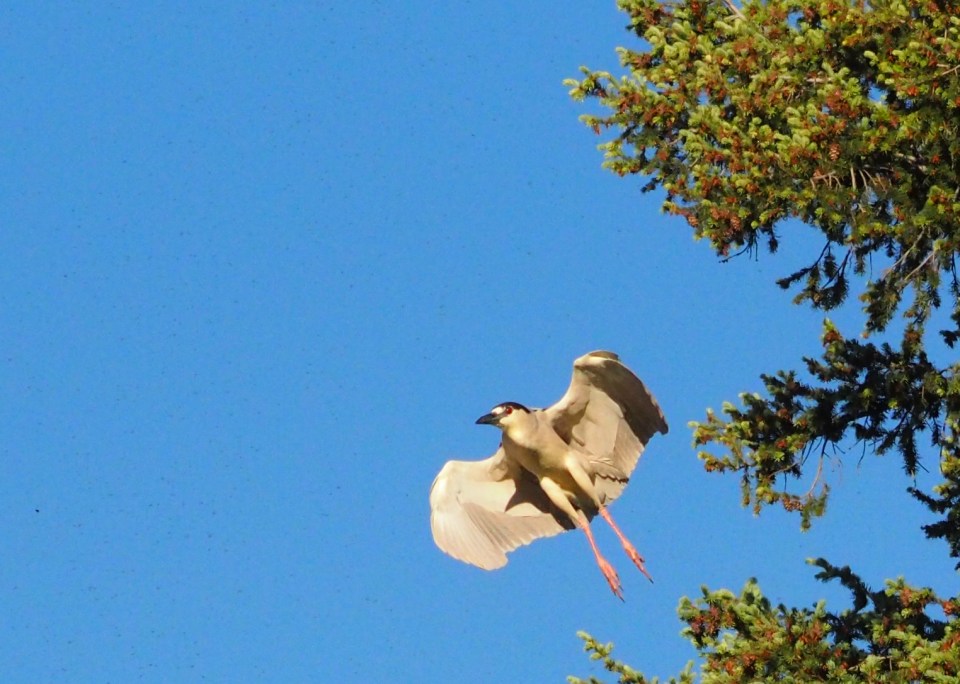 Image: light brown bird in flight, seen from the underside.