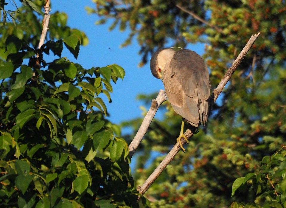 Image: gray-brown bird perched on a branch.