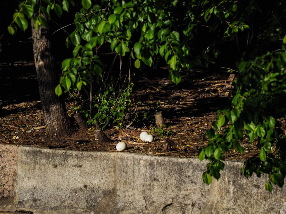 Image: low concrete wall bordering a dirt area, with 3 large eggs near the concrete edge.