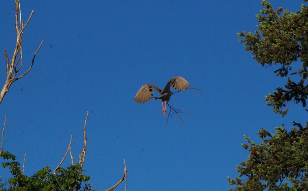 Image: Gray-brown bird in flight with twigs in its beak. 