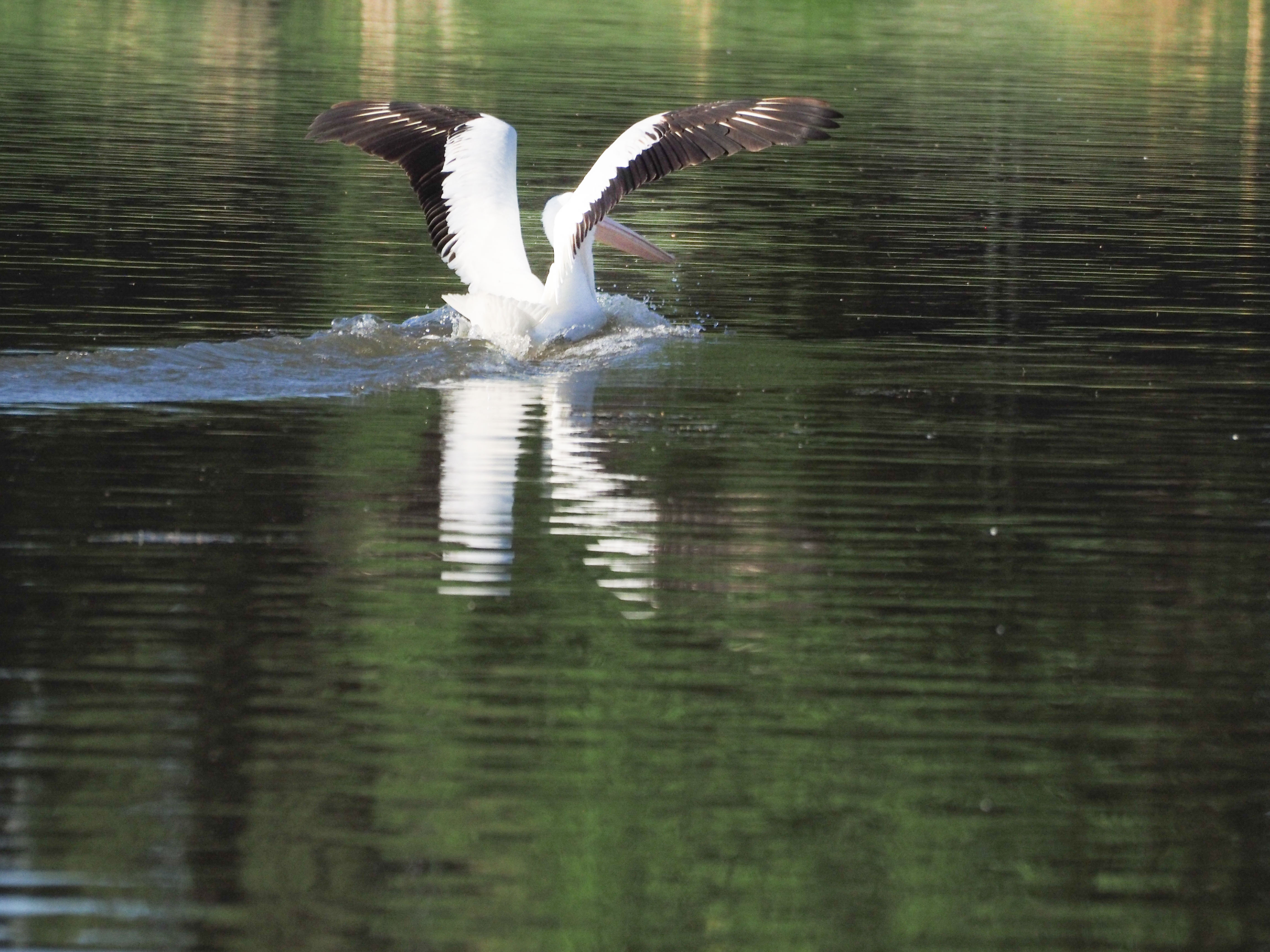 Image: pelican landing on water with wings starting to furl. 